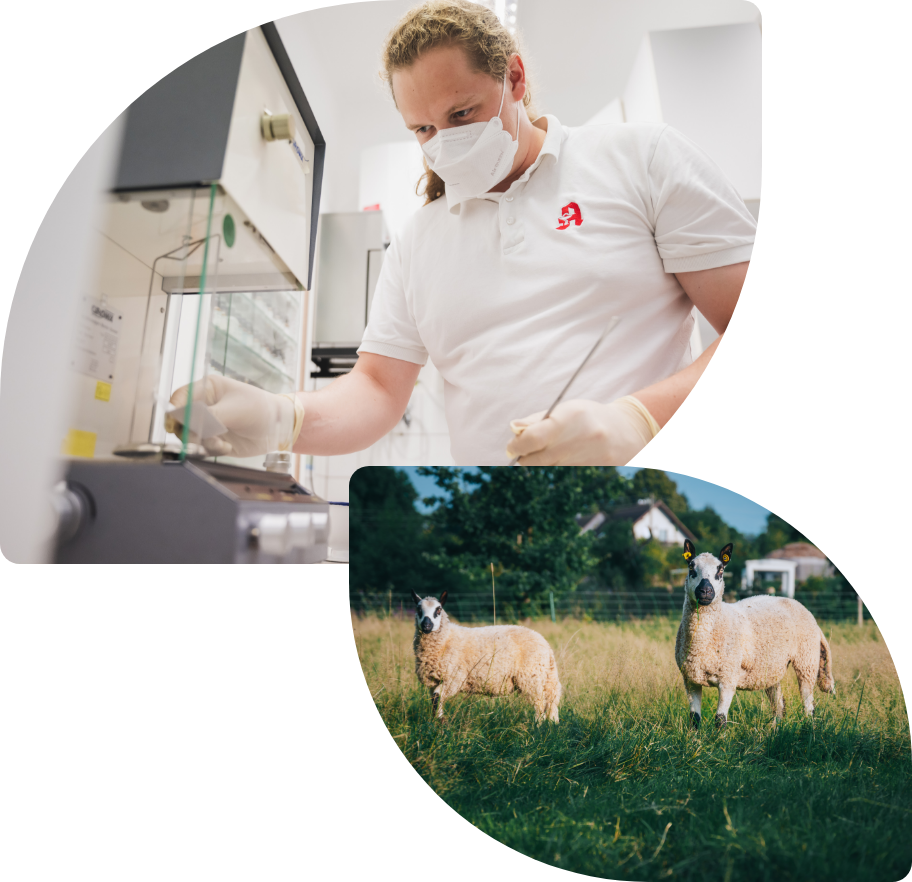 Zwei Bilder von einem Apotheker bei der Arbeit. Eines von zwei Schaden auf einer Sommerweide.